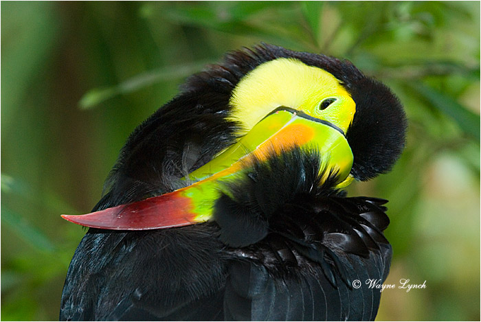 Keel-billed Toucan, Mexico 103 by Dr. Wayne Lynch &copy;